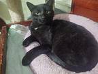 Thyme Domestic Shorthair Adult Male