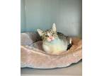 Marbel Domestic Shorthair Young Female