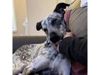 Adopt Isco a Australian Cattle Dog / Blue Heeler, Whippet