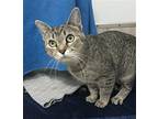 Jingles Domestic Shorthair Adult Female