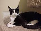 Miller Domestic Shorthair Young Male
