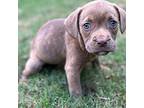 Baby Boxer Puppy Female
