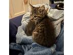 Smores Domestic Shorthair Kitten Male