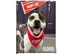 Floyd Mixed Breed (Large) Adult Male