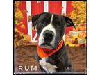 Rum Mixed Breed (Large) Adult Male