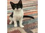 Whitney Domestic Shorthair Kitten Female