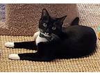 Trisha Domestic Shorthair Adult Female