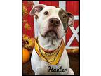 Hunter Mixed Breed (Large) Adult Male