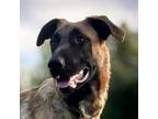 Adopt Sesame a German Shepherd Dog