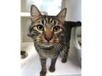 Snickers Domestic Shorthair Adult Male