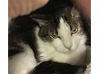 Jax Domestic Shorthair Adult Male