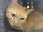 Chucky Domestic Shorthair Adult Male