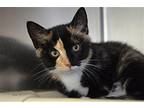 Camilla Domestic Shorthair Kitten Female