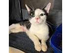 Keysha Domestic Shorthair Adult Female