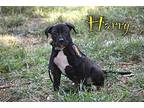 Harry American Pit Bull Terrier Puppy Male