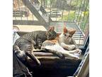 Mai Tai and Frose Domestic Shorthair Young Female