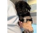 Murphy Mixed Breed (Medium) Puppy Female