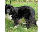 Irelyn Border Collie Young Female