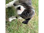 Belle Boxer Puppy Female