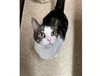 Toby Domestic Shorthair Young Male