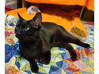 Layla Domestic Shorthair Young Female