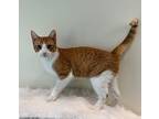 Eeyore Domestic Shorthair Young Male