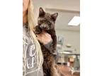 Easton Domestic Shorthair Kitten Male