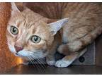 Reeses Domestic Shorthair Senior Male