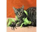 Butch Catsidy Domestic Shorthair Kitten Male