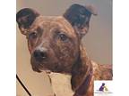 Shock American Pit Bull Terrier Adult Female