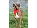 Adopt Lorax - Adoptable a Catahoula Leopard Dog, Mixed Breed