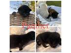 Panther Domestic Shorthair Kitten Male