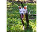 Trixie Jack Russell Terrier Young Female