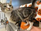 Coraline Domestic Shorthair Young Female