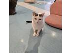 Snow White Domestic Shorthair Adult Female