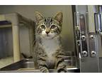 Chef Domestic Shorthair Kitten Male