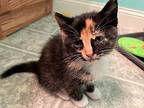 (cp) Cinnamon Domestic Shorthair Kitten Female