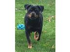 Bella Rottweiler Young Female