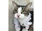 Tabitha Domestic Shorthair Adult Female