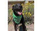 Adopt Sam a Labrador Retriever