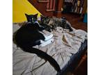 Adopt Boots & Arya a Domestic Short Hair