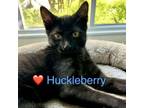 Adopt Huckleberry a Domestic Short Hair