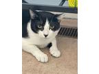 Adopt Josh Nichols a Domestic Short Hair