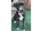 Adopt Pinto a Border Collie, Labrador Retriever