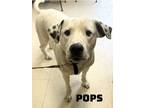 Adopt Pops C a Dalmatian, Labrador Retriever