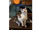 Adopt Kiwi a American Shorthair