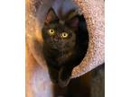 Adopt Kowalski (bonded to Rico) a Domestic Medium Hair