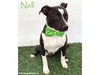 Adopt Nell a American Staffordshire Terrier
