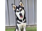 Adopt Athena a Husky