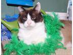 Adopt Shino a Snowshoe